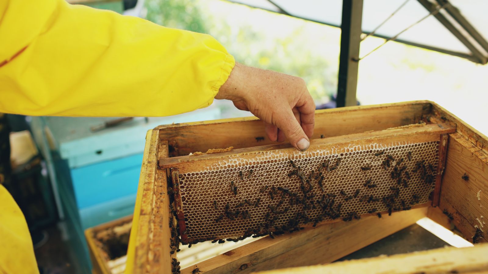 巣箱から巣枠を持ち上げる養蜂家の手元