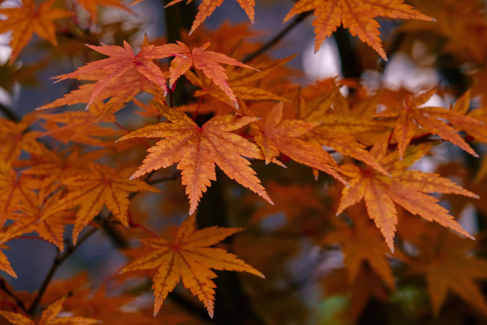 秋・紅葉の庭