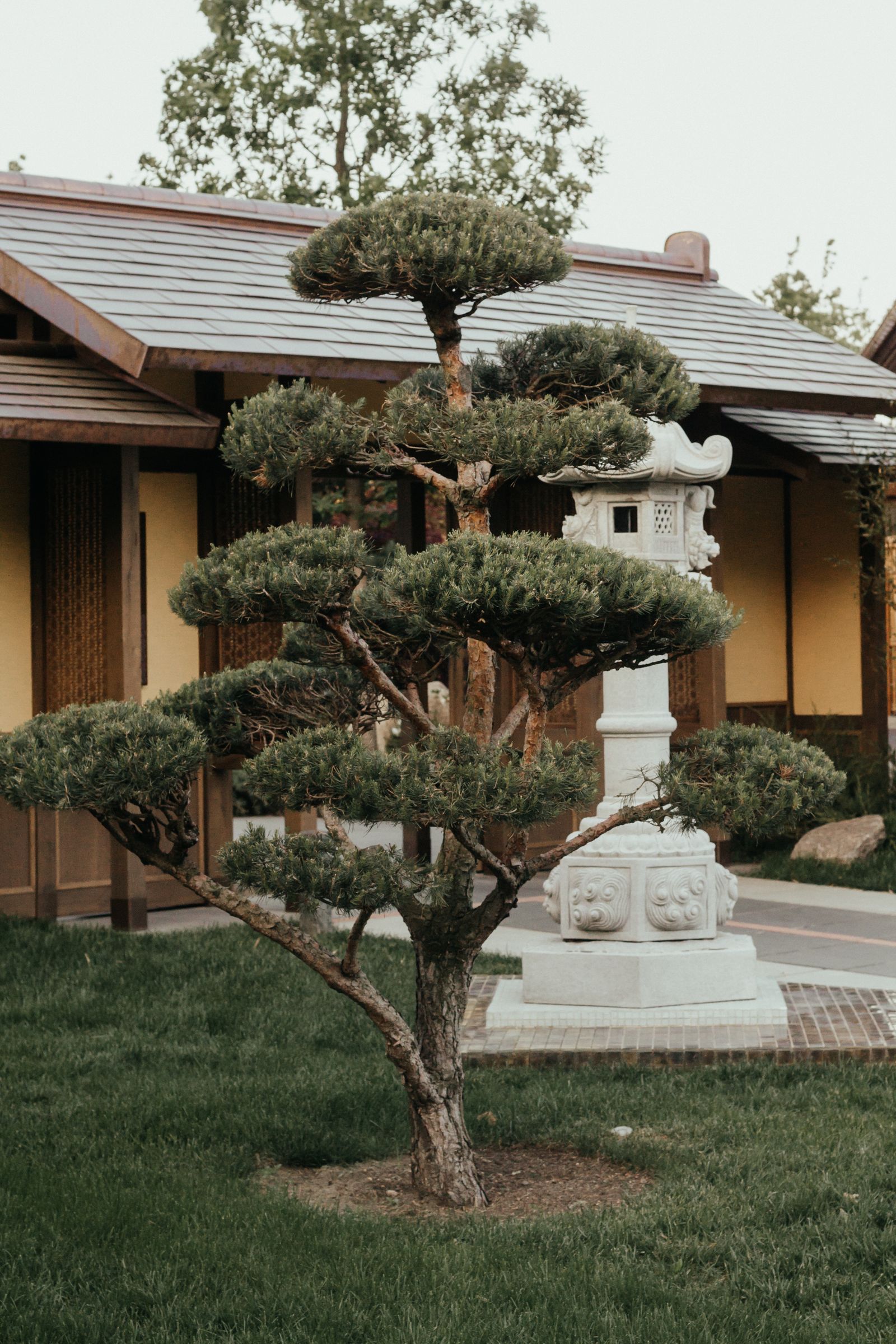 庭木の植栽・移植・仕立て