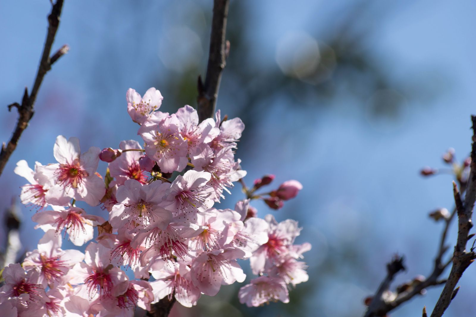 春・芽吹きと桜の庭
