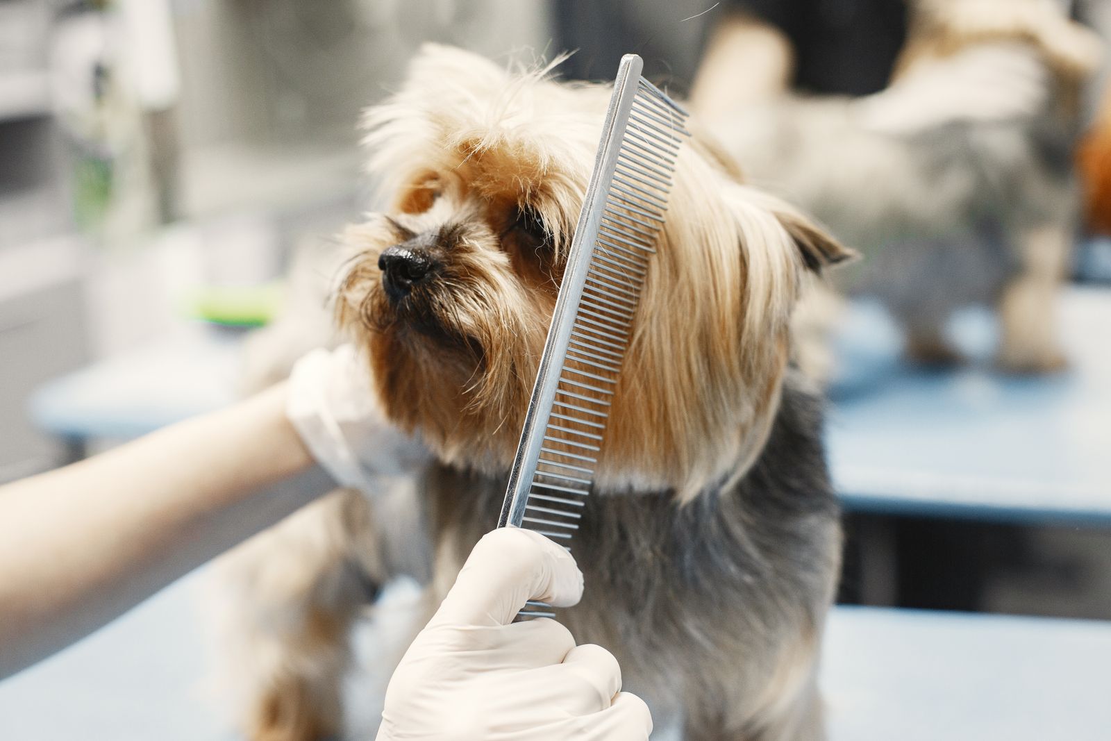 ケアを終えてくつろぐ犬