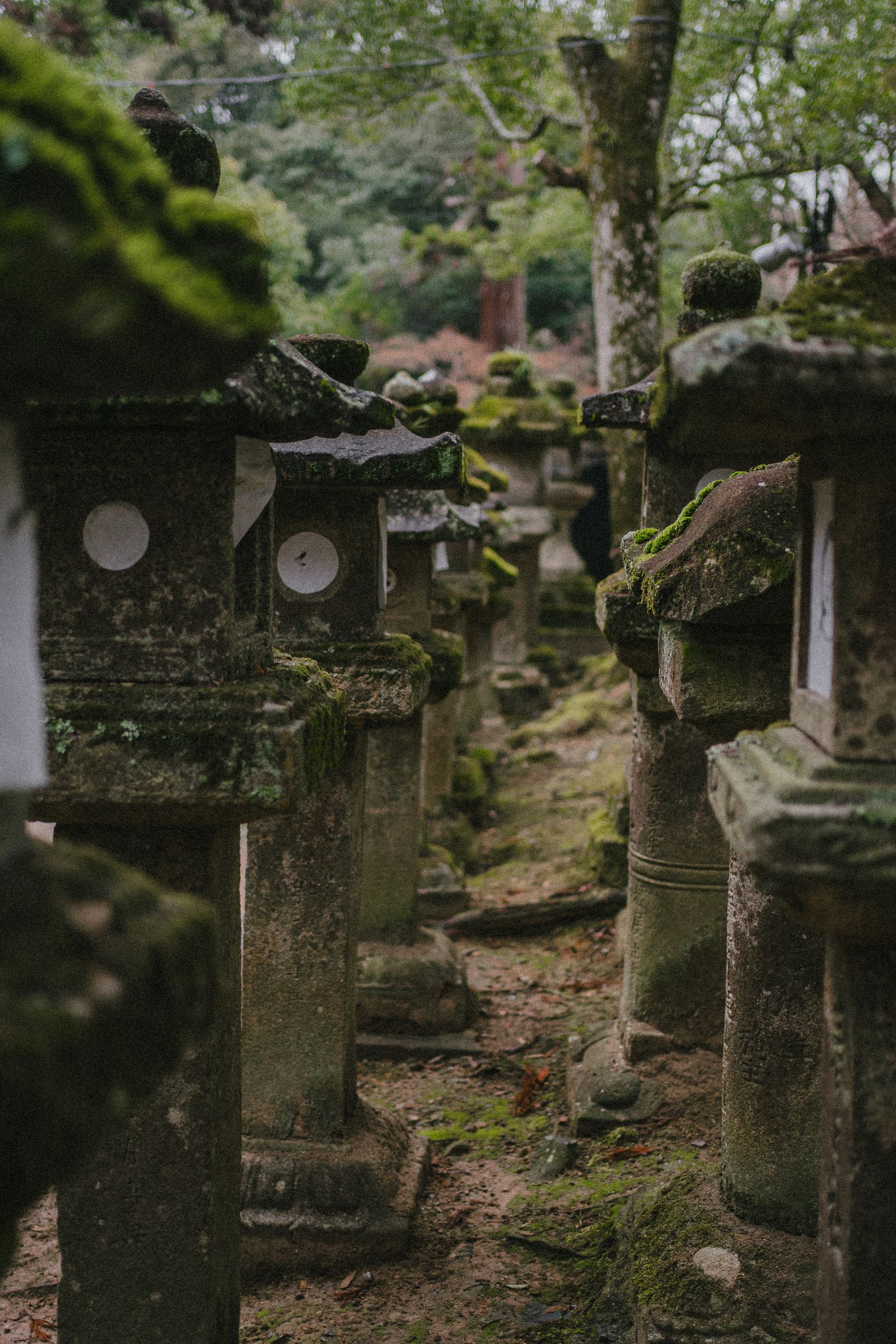苔むした石灯籠の並ぶ静かな庭