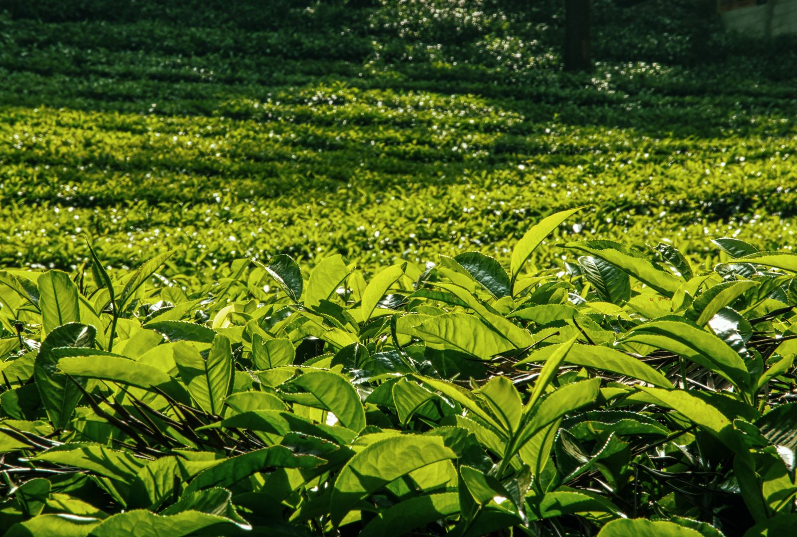 摘採前の茶畑の新芽