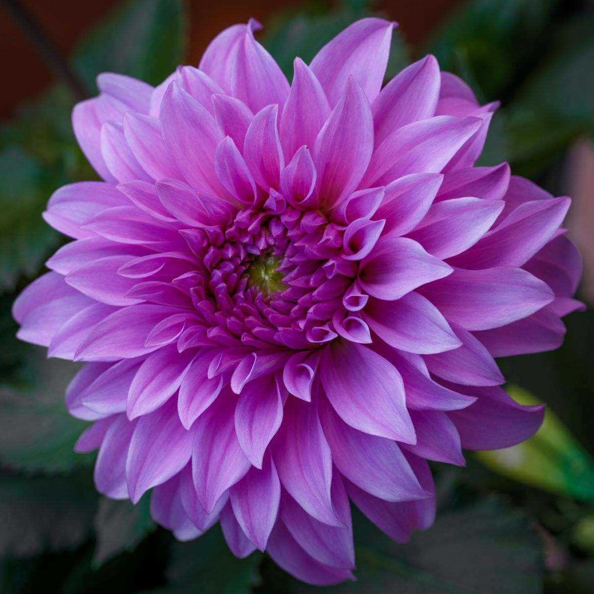 花のディテール